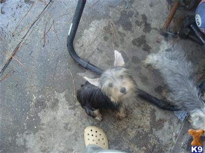 Puppies in FL